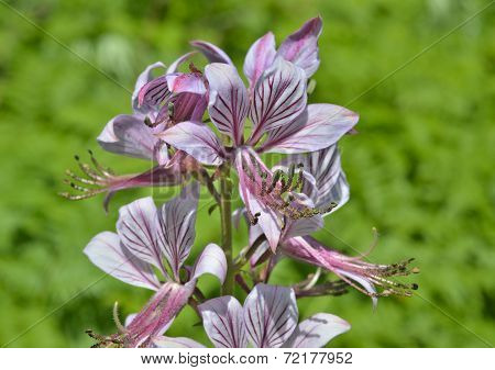 Flower Fraxinella