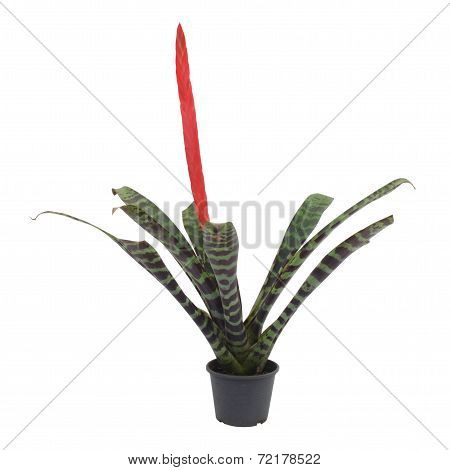 Bromeliad Isolated On White Background
