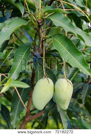 Green Mango On Tree
