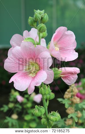 Pink flowers in the garden