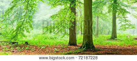 Stand In The Fog