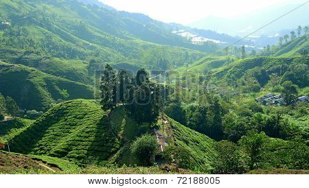 Tea plantation