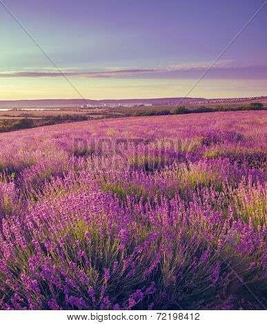 View Stretching To The Horizon Field Of Levender Flowers