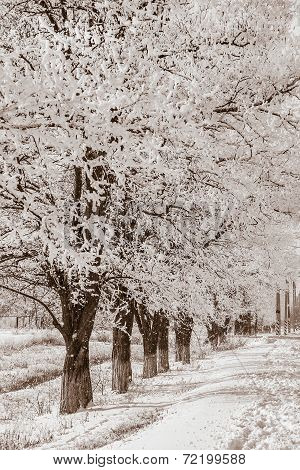Acacia Trees In The Snow, Sepia