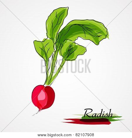Radish