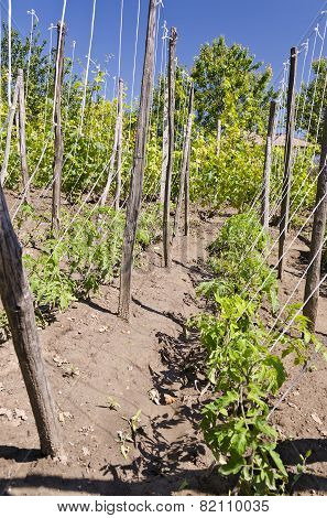 Growing Bio Vegetables In The Northern Bulgaria In The Summer