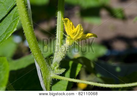 Growing Bio Vegetables In The Northern Bulgaria In The Summer