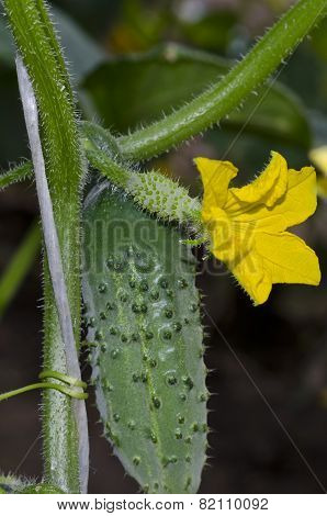Growing Bio Vegetables In The Northern Bulgaria In The Summer