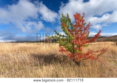 Wild Vastness With Unusual Tree