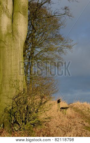 Woodland Sunshine