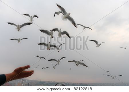 Seagulls.