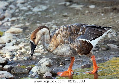 Swan Goose Full Body