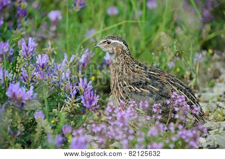 quail