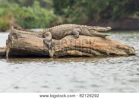 Crocodile Sunning itself on rock