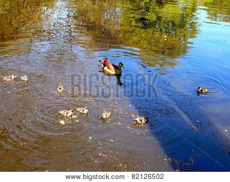 Duck With Ducklings