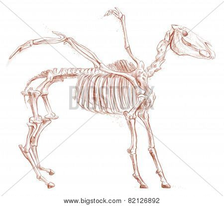 Legendary Animals And Monsters: Pegasus
