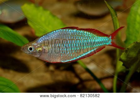 Melanotaenia Fish