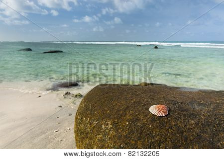 Shell On Rock, Mahe, Seychelles