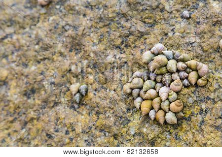 Sea Shells, La Digue, Seychelles