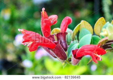 Lipstick Plant