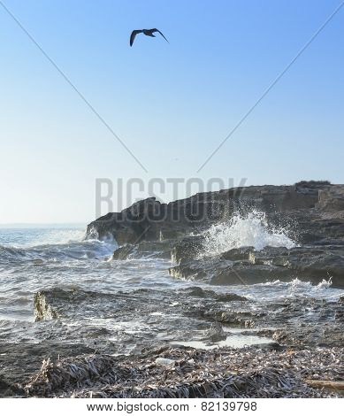 Seagull Choppy Seas