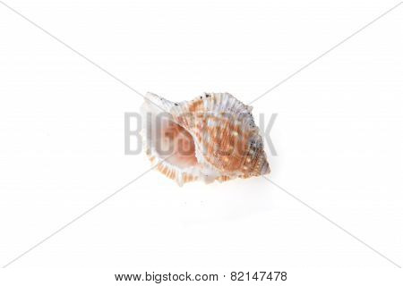 Sea Shell