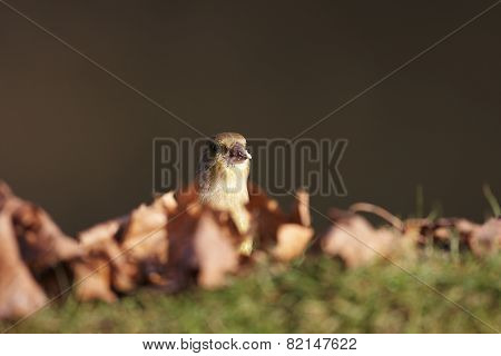 Greenfinch