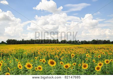 Beautiful sunflower field