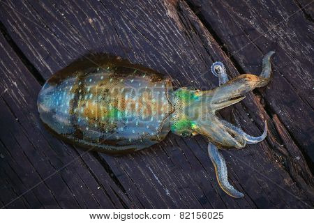 Live Squid Catched From The Sea
