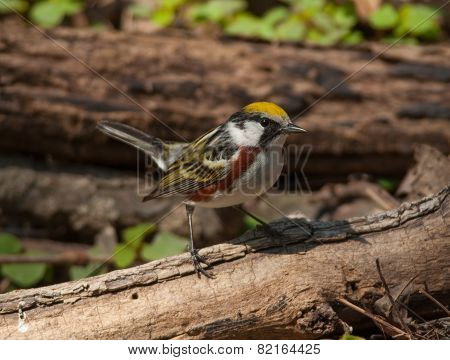 Chestnut-sided Warbler
