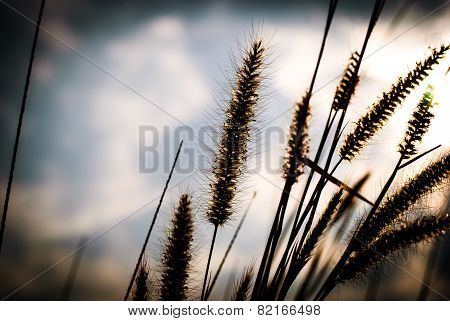 Flower Grass Background