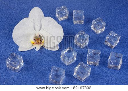 White Orchid Flowers And Ice Cubes Over Blue Background.
