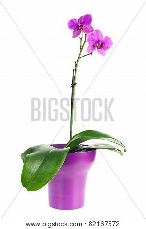 Blooming Twig Of Fuchsia Orchid In Purple Flower Pot Isolated.