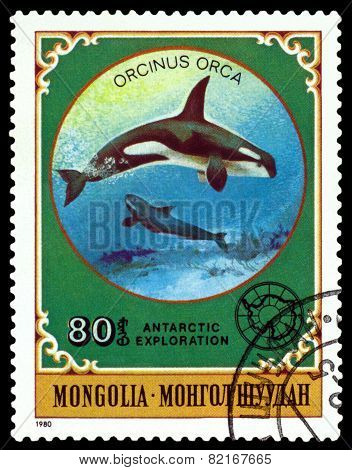 Vintage  Postage Stamp.  Grampus.