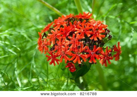 Lychnis Chalcedonica