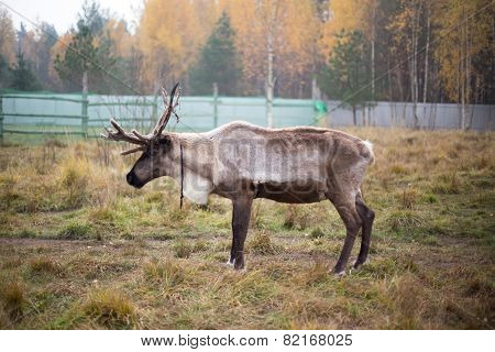 Reindeer