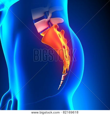 Sacrum Bone Anatomy Pain