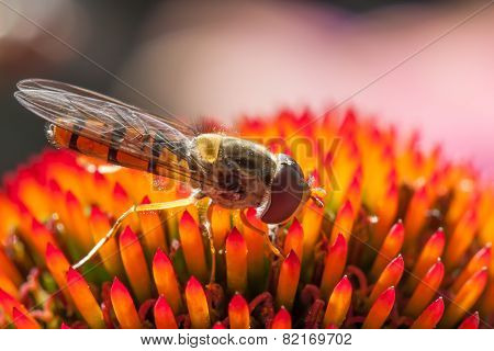 Hoverfly feeding on sunlit coneflower