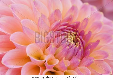 Pink dahlia closeup