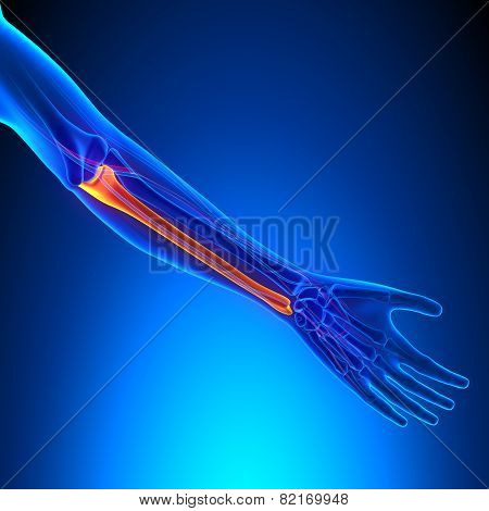 Ulna Bone Anatomy With Ciculatory System