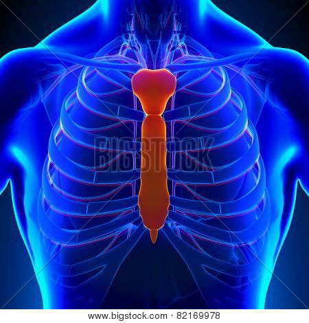 Sternum Bone Anatomy With Ciculatory System