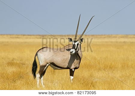 Solitary oryx