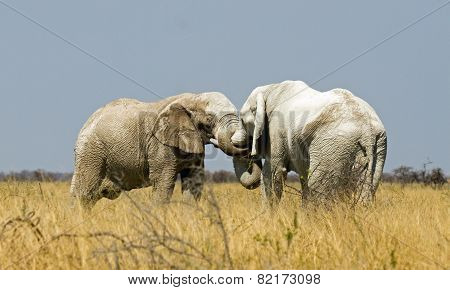 Elephant embrace