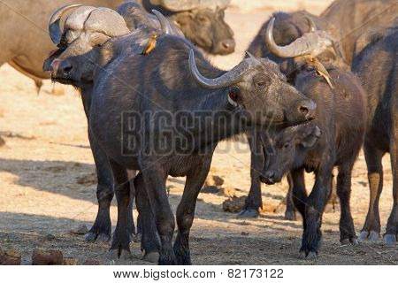 Buffalo with oxpecker birds