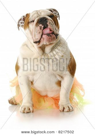 Female Dog