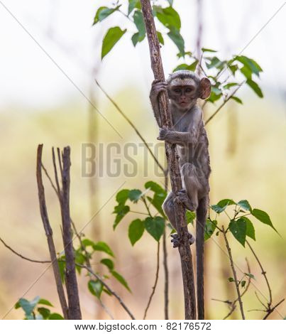 Cute, inquisitive baby vervet monkey