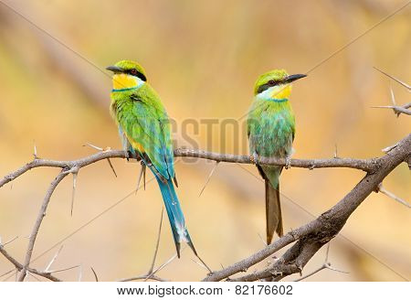 Perched pair of bee eaters