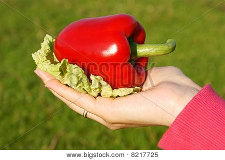 roter Pfeffer