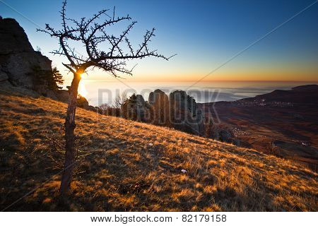 aerial view from mountains with tree of sunrise above the sea