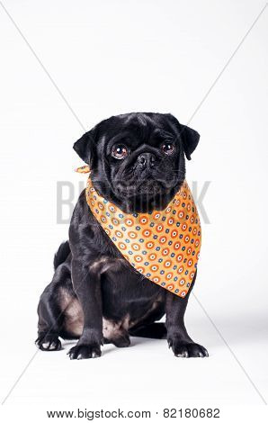 Black Fashionable Dog